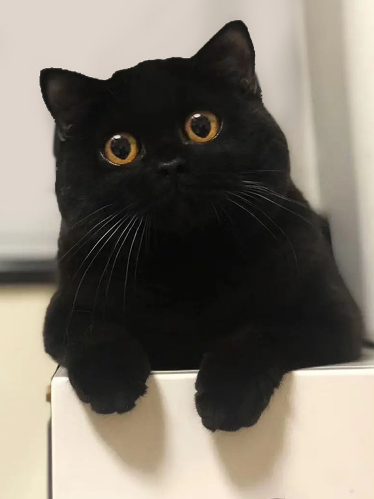 🐾纯种矮脚英短招财黑猫幼崽-Manx短毛玄猫，萌翻你的冬日生活！✨-宠物
