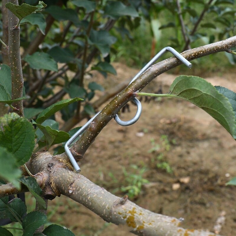 m型果树拉技器压枝器苹果柑橘拉枝神器树枝定型器拉直器M型钉挂钩