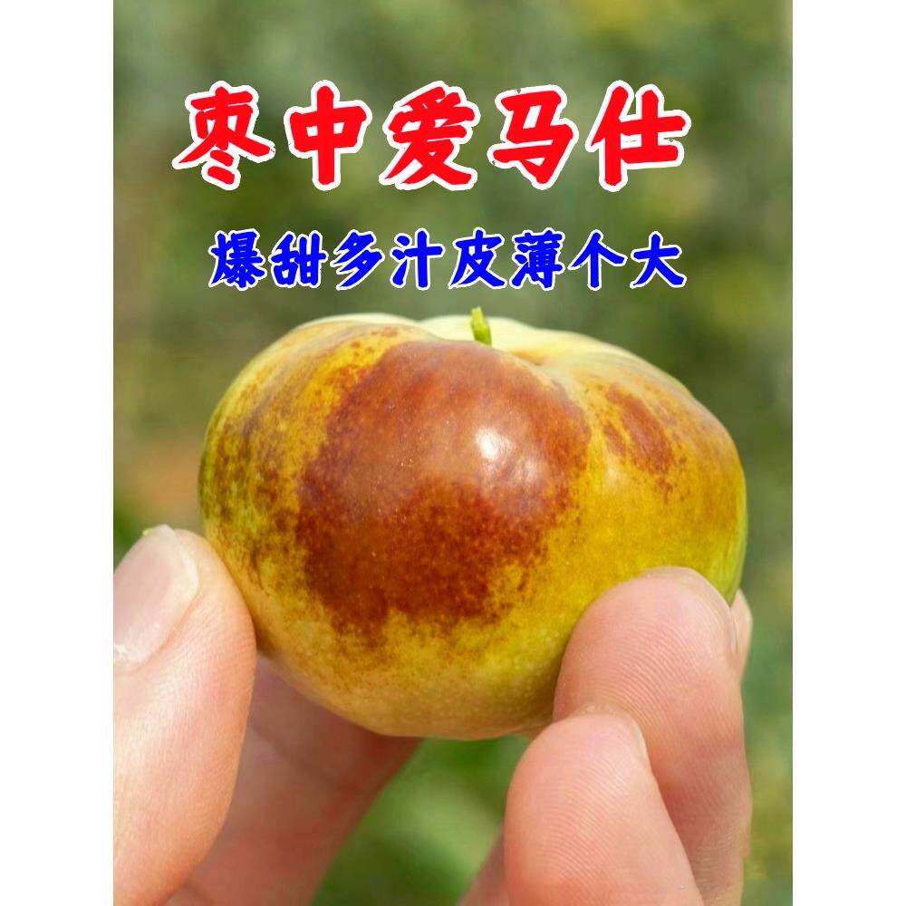新疆大漠蟠枣:脆甜如初恋,沙漠中的甜蜜炸弹!-枣-淘宝好物网