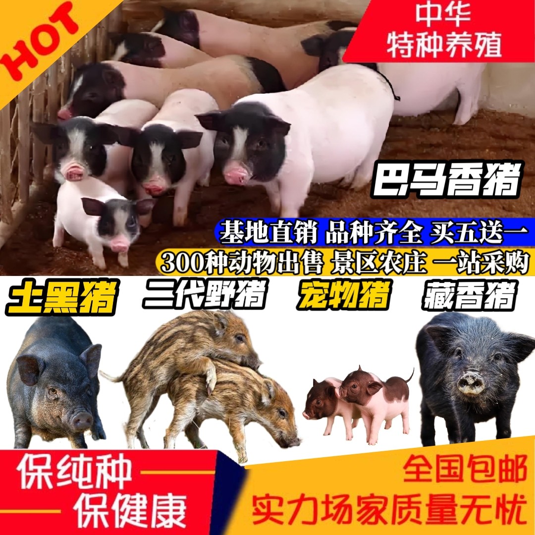 超萌二代野猪，带给你前所未有的桌面游戏体验 🐷🎮-潮玩大体-淘宝好物网