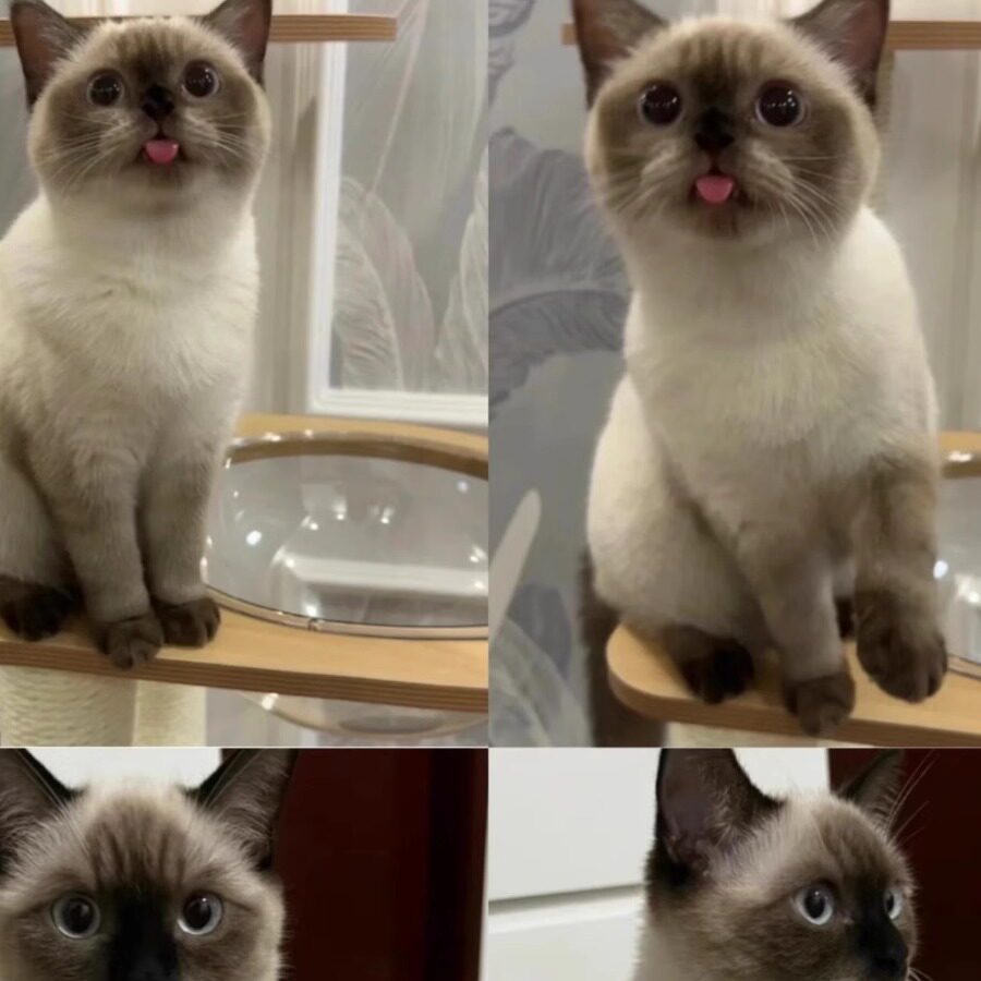 🌟挖煤工虎斑暹罗猫幼崽:全国香港发货,宠物界的时尚新宠!🐾-猫咪-淘宝好物网