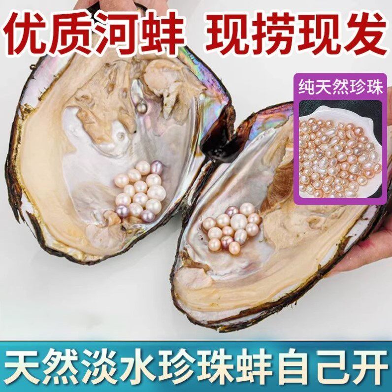 活体珍珠蚌开蚌体验:自己动手解锁天然河蚌珍珠的真实玩法-旅游-淘宝好物网