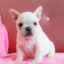 Home Breeds Pure Breeds Cream Farinfighting Dog Living Objects Pet Pooch-Level Pedigi Puppies Short Hairy French Bulldog