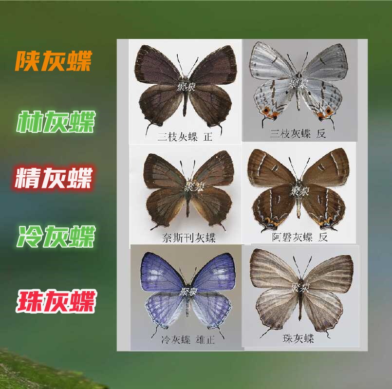 灰蝶原蝶精灰蝶珠灰蝶陕灰蝶林灰蝶冷灰蝶三枝灰蝶阿磐灰蝶蝴蝶 