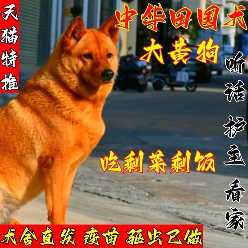 中华田园犬幼崽：大黄狗的生命起点