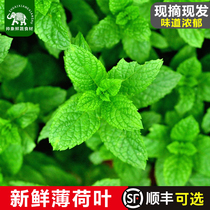 Fresh mint leaves edible soaked in water for decoration baking bar special mojito cocktail commercial spearmint