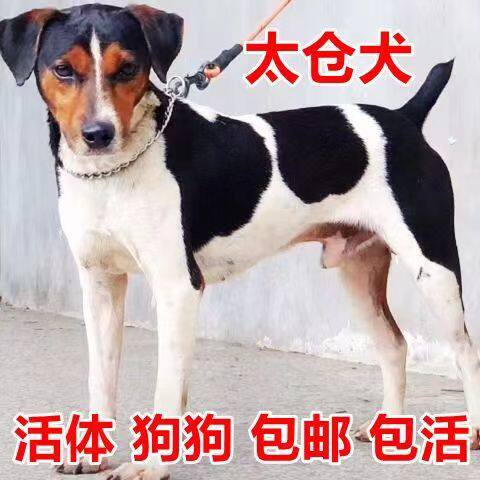 绍兴宠物狗领养 🐾 | 太仓犬中华田园犬猎兔抓鸡看家护院 🏡-宠物-淘宝好物网