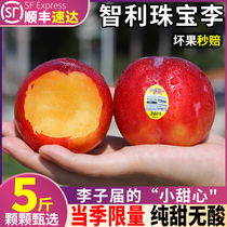 SF Express Chilean jewelry plums 5 pounds fresh seasonal fruit for pregnant women red brin cherry plums 3