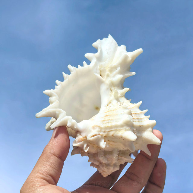 Natural Conch Shell from the East Coast of the United States, Home Decor for Fish Tank Landscaping, Aquarium Decoration, Mediterranean Ornament