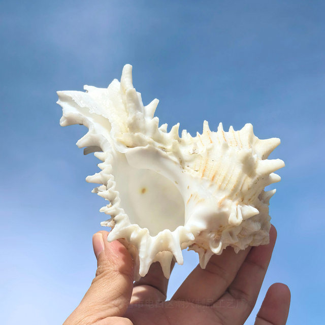 Natural Conch Shell from the East Coast of the United States, Home Decor for Fish Tank Landscaping, Aquarium Decoration, Mediterranean Ornament