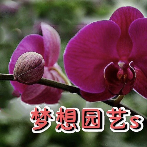 梦想园艺S