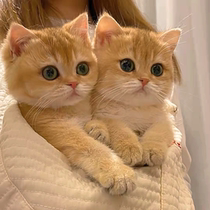 Purebred British short gold gradient cat kitten competition grade ny12 color blue gold gradient long short hair pet cat kitten cattery