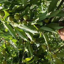 Raw materials wild pecan loose seeds cervical spine pillow filling raw peach kernel seeds hairy peach small walnut particles Akiko raw