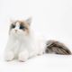 Simulated Cat Doll Ragdoll Cat Plush Toy for Children Girls Birthday Gift 2024 Trending Hot Item