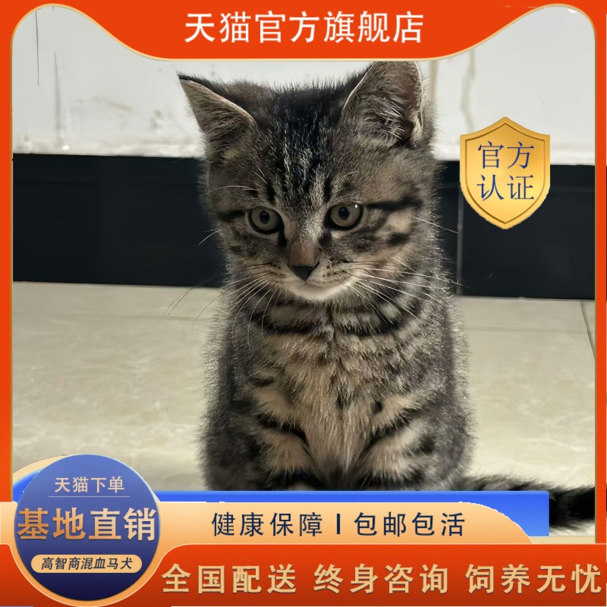 老虎和猫图片背景- 抖音, image size:1200x1200