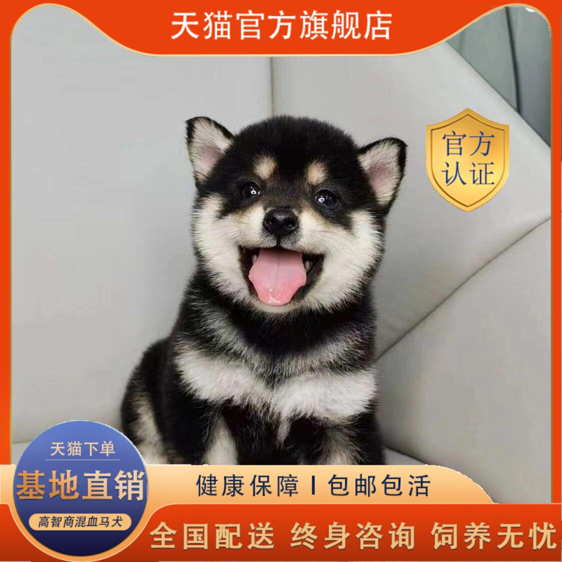 25年必买柴犬幼犬！真狗版赤色网红犬种测评，小学生也能养的萌宠-狗狗-淘宝好物网