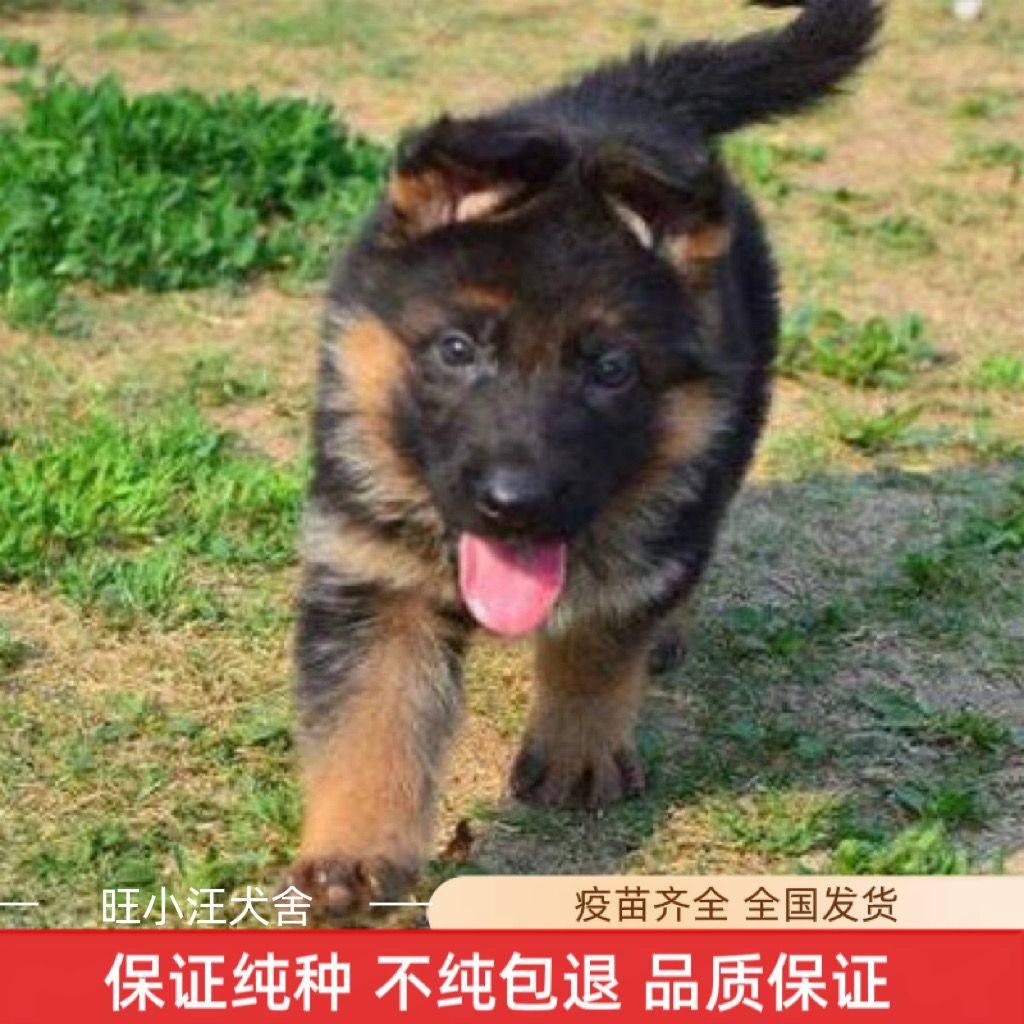 邊境牧羊犬的K9 FreeStyle 飛碟家族| Facebook, image size:1024x1024