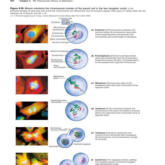 Genetics: from Genes to Genomes