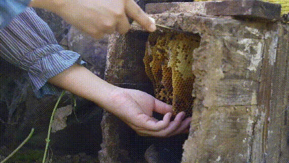 38.gif