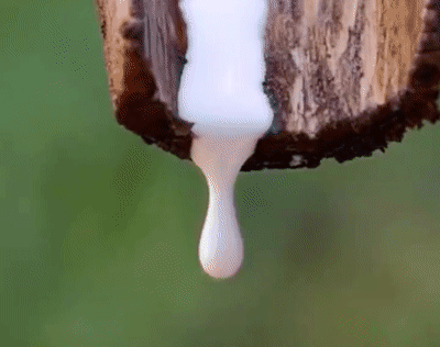 P_067.gif