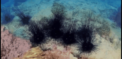 20260409_151011_020.gif