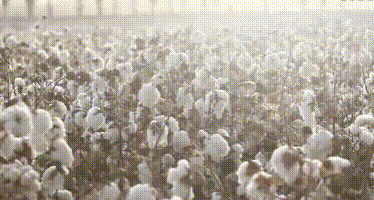 20250331_123240_005.gif