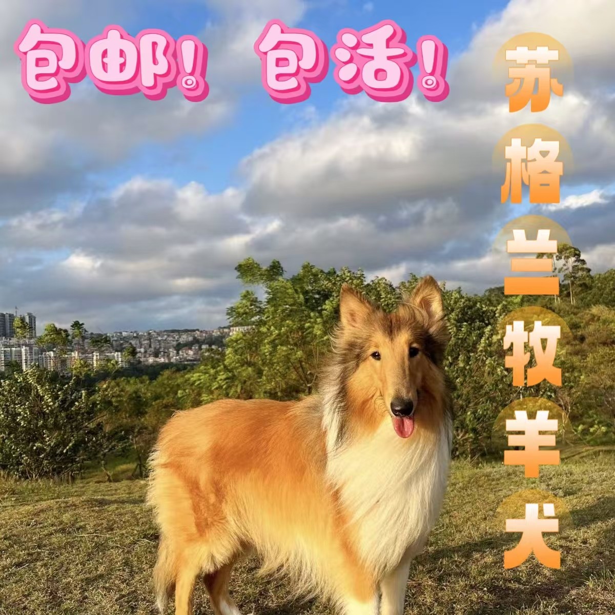 喜乐蒂小型牧羊犬尊贵稀有色苏格兰牧羊犬宠物狗贵族狗好养活体狗评价- 淘宝网, image size:1200x1200