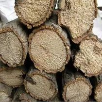 Oak unicorn fairy play beetle pocket beetle egg-laying wooden shovel beetle play wood mat special wood safe and not insecticide