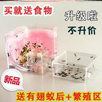 Tikyin Culture with Cover Palace with Observation Box Ant Castle Super Cage Bionic Transparent