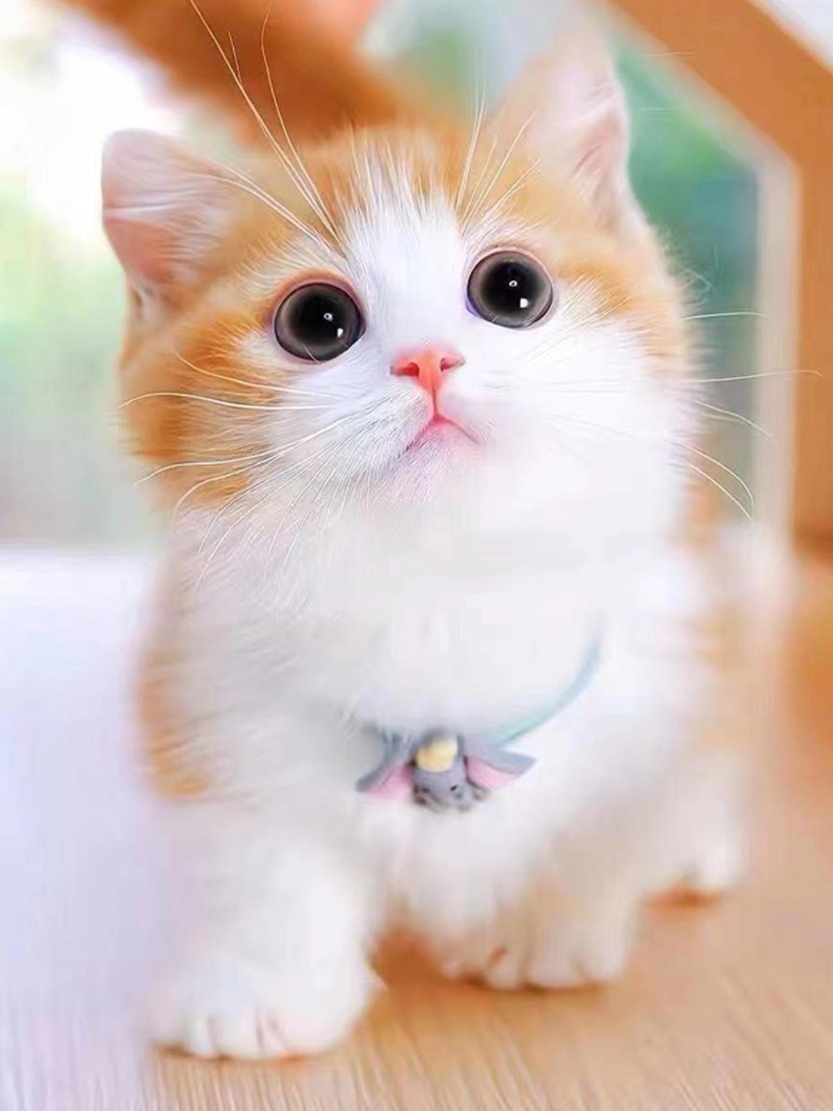 家猫中华田园猫：活体土猫混血猫抓老鼠猫橘猫狸花猫黑猫白猫幼崽，猫咪