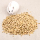 Купить 5 Получить 1 бесплатный хомяки зернового хомяка зернового ячменя.