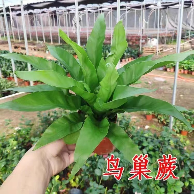 大盆展叶耐寒鸟巢蕨，北欧风净化绿植天花板？