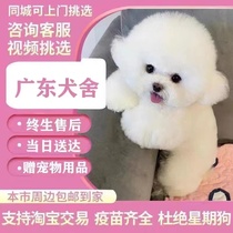 纯种韩版比熊幼犬法国卷毛小型犬宠物狗玩赏犬宠物犬白色幼犬训练