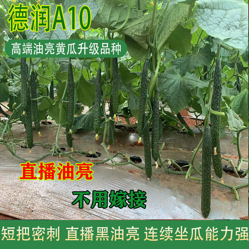 德润A10黄瓜种子：老品种焕发新生，油亮刺的秘密武器！