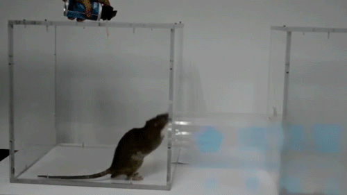 DM_20250603110808_015.gif