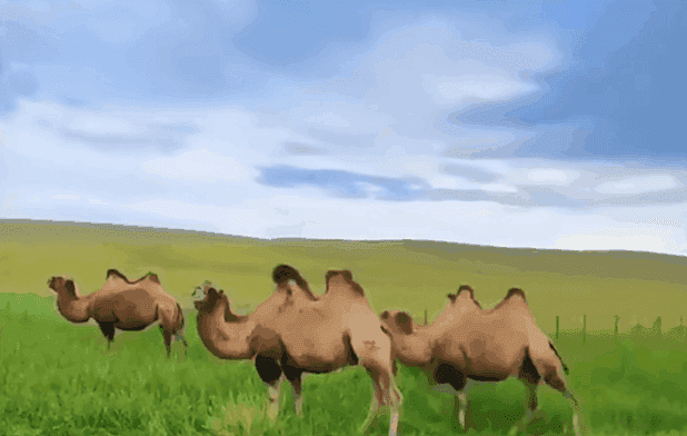 DM_20250507093514_021.gif