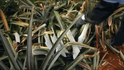 DM_20250816093034_011.gif