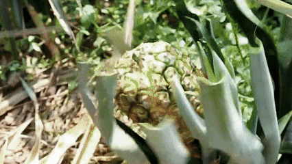 DM_20250816093034_015.gif