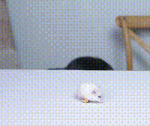 12.gif
