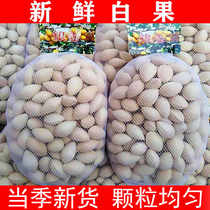 2023 fresh ginkgo and ginkgo fruits in Tancheng Shandong seasonal raw ginkgo high-quality large particles unbleached raw ginkgo 5