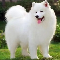 Mixed breed Samoyed puppies dogs live animals Samoyed puppies pet dogs puppies real dogs Samoyed companions
