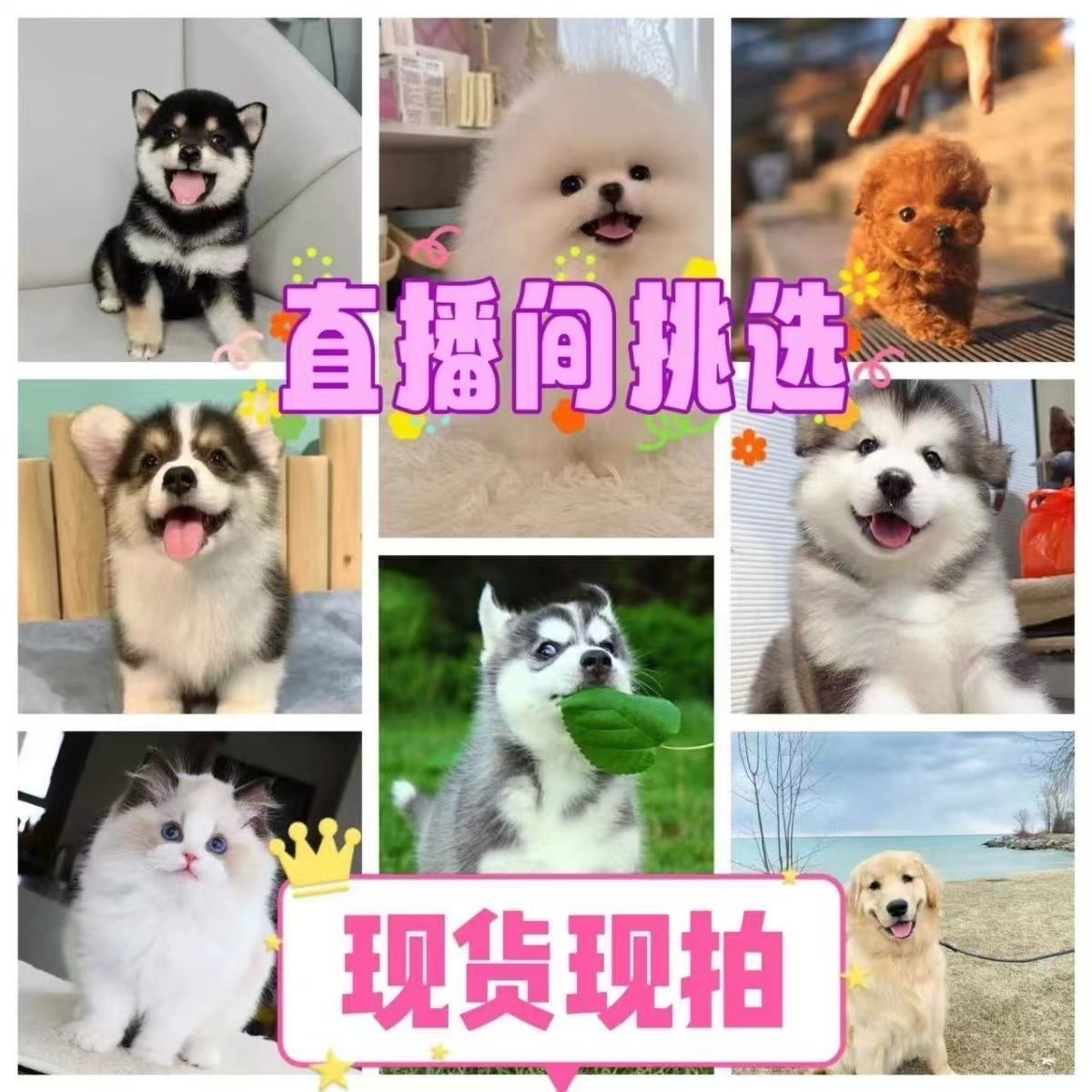 狗金毛幼犬VS泰迪狗仔：谁是你心中的萌宠？揭秘最受欢迎的小狗品种！-宠物训练-淘宝百科网