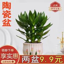 Rich Expensive Bamboo Lotus Flowers Bamboo Potted Green Planting Indoor Living Room Purifying Air Good To Feed Aesthetically Pleasing Steps High Up Ceramic Basin