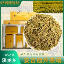 Anji Golden Bud 2024 New Tea Special High Amino Acid Spring Tea Alpine Green Tea Bulk Canned Gift Boxed Tea