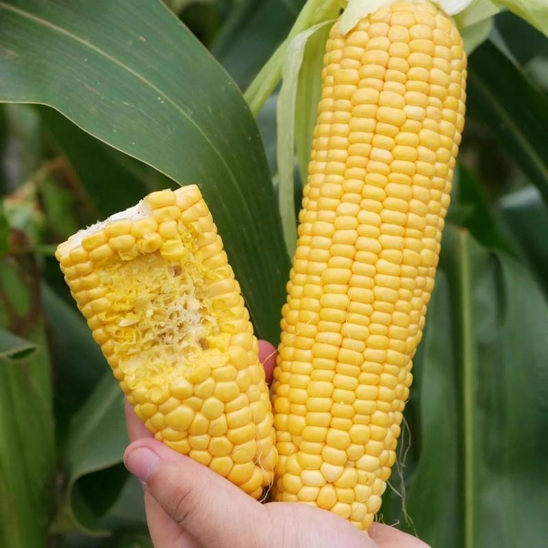 速冻浓香玉米粒：解锁甜品新吃法，美味不打烊！