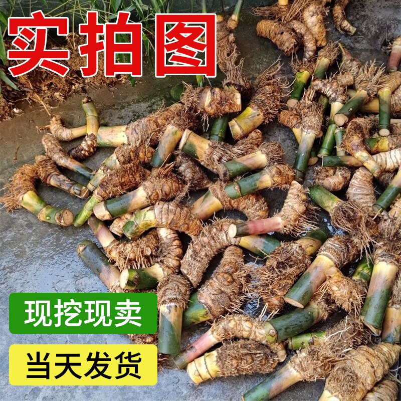 小叶簕竹盆景,如何打造室内绿洲?大号青皮勒竹老桩详解-食虫植物-淘宝好物网