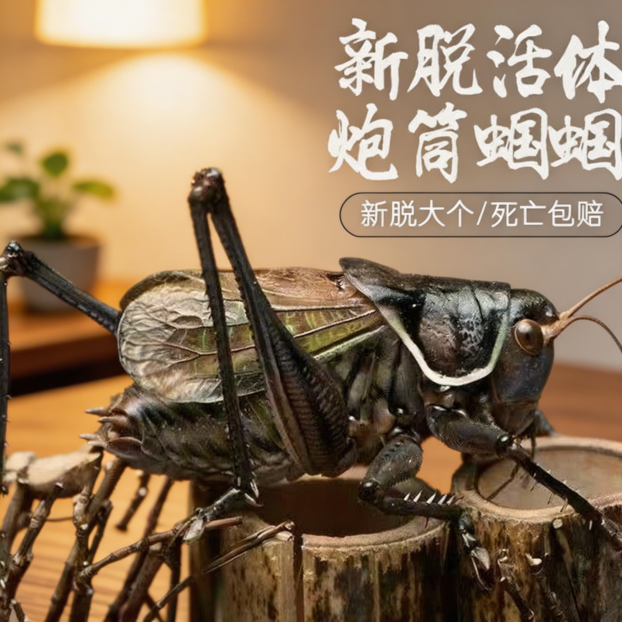🌟苏州许小忠蟋蟀盆：古典韵味与现代设计完美融合的蟋蟀罐！🔍-蟋蟀