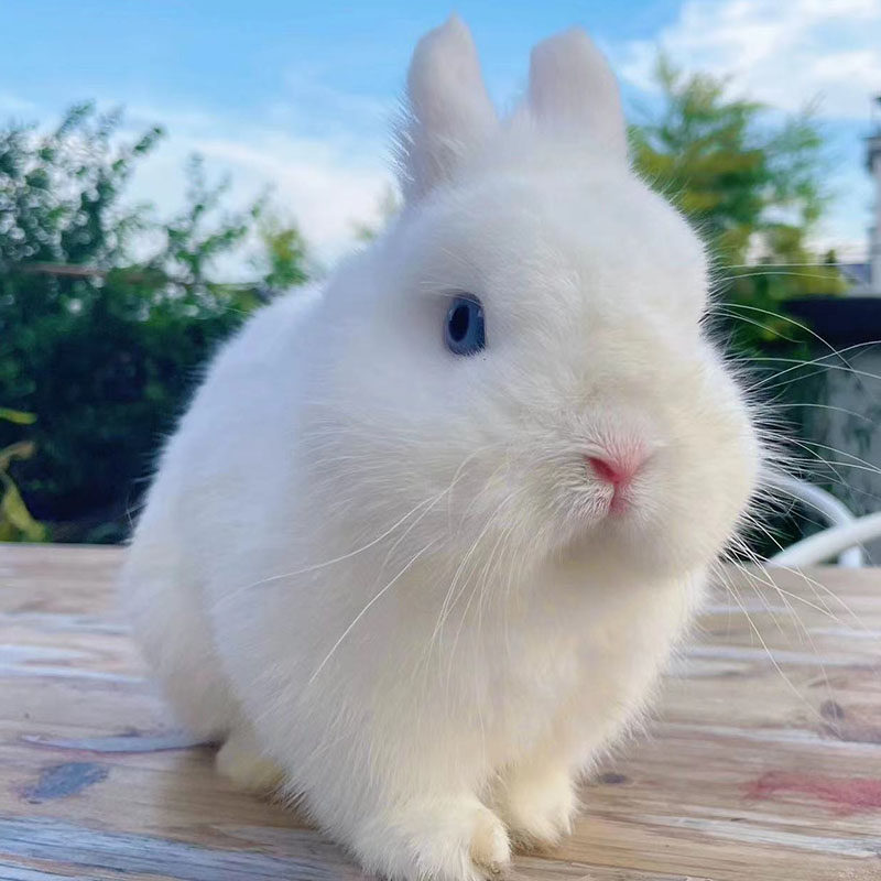 🏡超可爱迷你宠物兔,荷兰侏儒兔带给你温馨陪伴🐰-兔-淘宝好物网