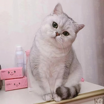 British short silver gradient kitten purebred gold gradient kitten pedigree pet cattery short-footed gold dot silver dot cat live animal