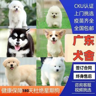 Purebred Bichon Frize, Pomeranian, Golden Hair, Samoyed, Shiba Inu, Border Collie, Live Pet Dog